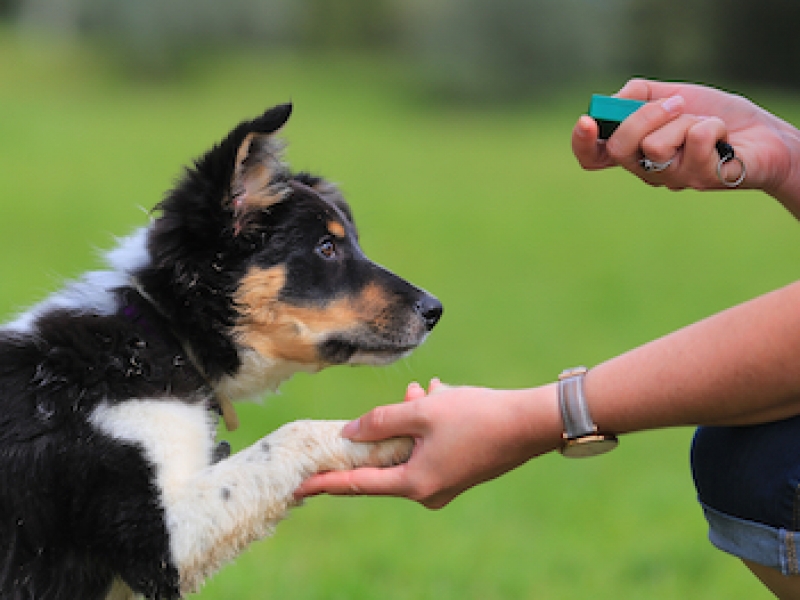 Rethinking the 'End on a Good Note' Rule in Dog Training